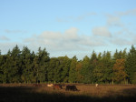 Winterwei Veluwe Mentocht